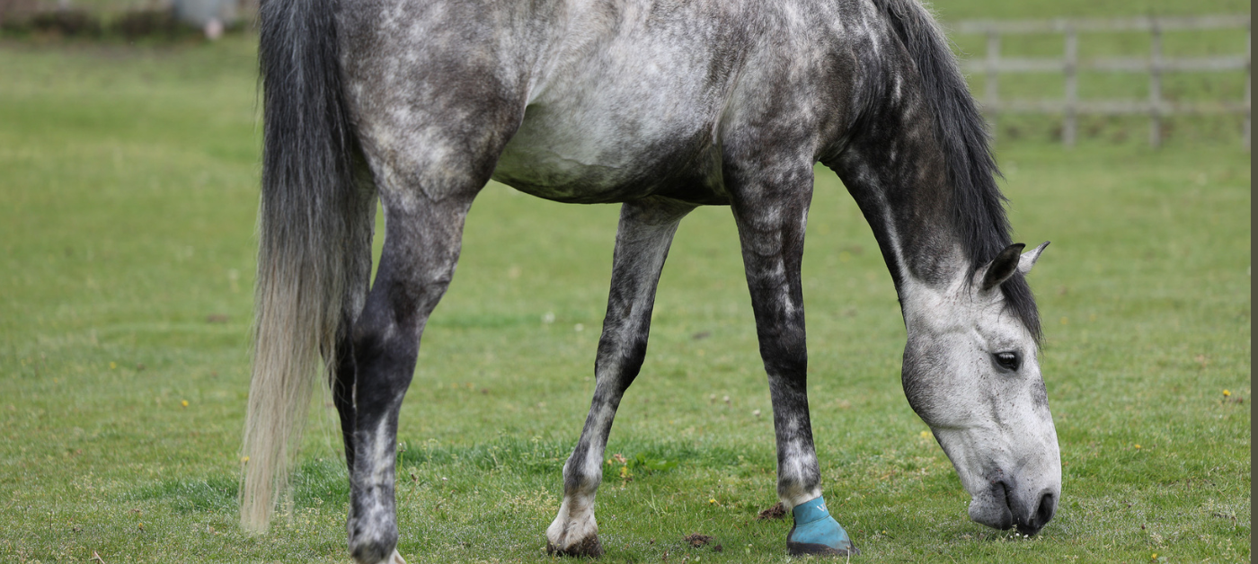 How to write a horse advert that actually sells (get listed now)